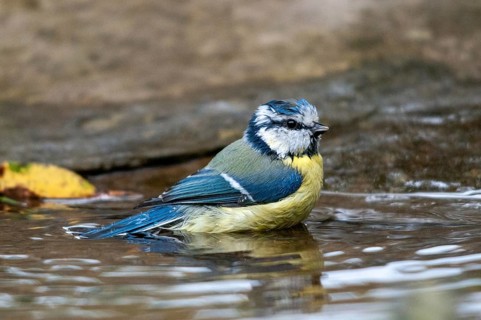 Blue tit, parus caeruleus, bath, bird bath, birds, garden, tits, passeri, songbirds, songbirds,