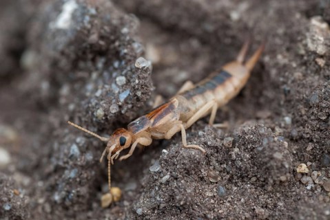 Brandenburg, Germany, Giant Earwig, Labidura Riparia, Nabu, national natural heritage, natural