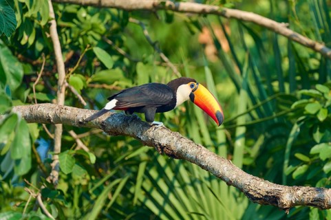 A toucan perched on a low branch, surrounded by lush green foliage in its natural habitat: the