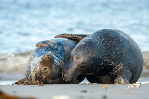 Grey seal (Halichoerus grypus), rutting season, Nordesee, Heligoland, Schleswig-Holstein, Germany