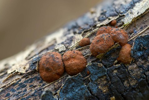 Hazel woodwart, hypoxylon fuscum, carbberry, reddish brown carbberry, purple-brown carbberry,