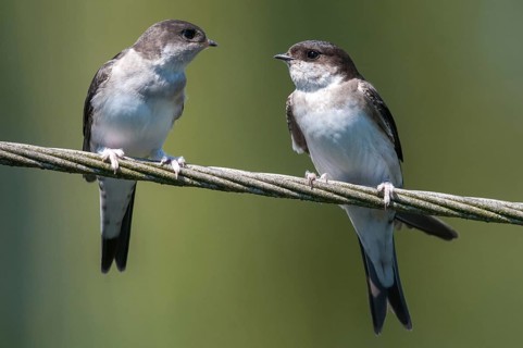 Delichon urbica, house martin, house martins, birds, adolescent, juvenile, passeri, swallows,
