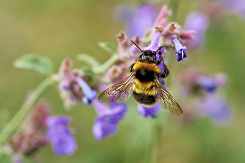 Garden bumblebee (Bombus hortorum), on a catmint (Nepeta x faassenii) flower, Meienberg, Canton of