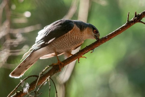 Accipiter Nisus, Accipitriformes, Sparrowhawk, Sparrowhawk, Birds of Prey, Raptor, Raptors, Birds