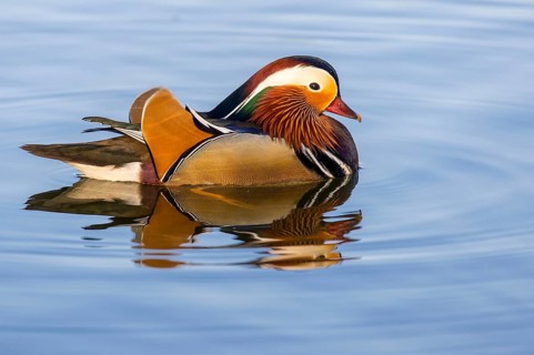 Mandarin duck (Aix galericulata) swimming on a pond, Hanover, Lower Saxony, Germany