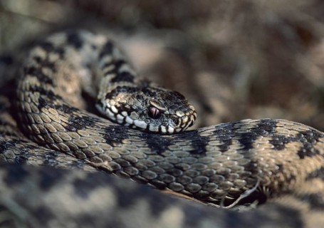European adder, European viper, venomous snake, vipera berus, critters, poisonous reptilia,