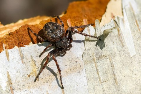 Arachnida, araneoidea, nuctenea umbratica, wheelweb spiders, cleft spiders, spiders, spiders,