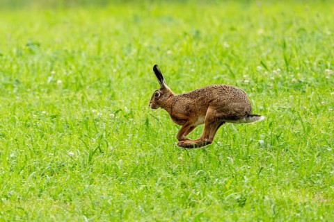 European hare (Lepus europaeus), Vulkaneifel, Rhineland-Palatinate, Germany