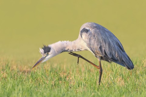 A grey heron (Ardea cinerea) stands in a meadow, scratching its neck, wildlife, nature photography,
