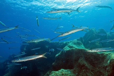 Underwater photograph of a small school of European barracuda (Sphyraena sphyraena), arrowfish and