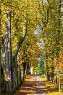 Kastanienallee im Park Belvedere, Weimar, Thuringia, Germany