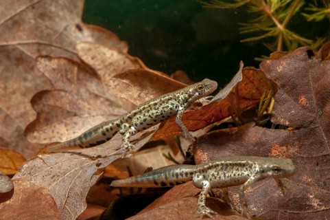 Italian newt, Italian water newt, Lissotriton italicus, Triturus italicus, amphibians, amphibians,