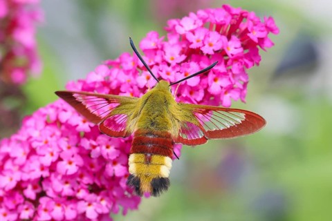 Bumblebee hawk-moth (Hemaris fuciformes), in flight, the bumblebee hawk-moth feeds on nectar from