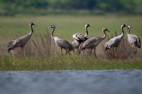Brandenburg, Crane, Germany, Grus Grus, Crane, Nabu, national natural heritage, Grünhaus natural