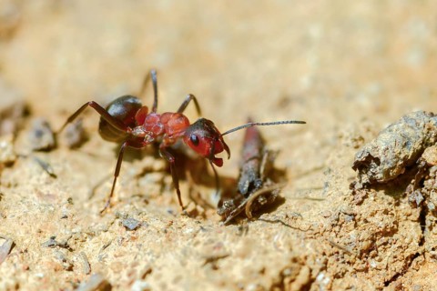 Ants, ant, blood-red ant, blood-red predatory ant, Formica sanguinea, formicidae, hymenoptera,