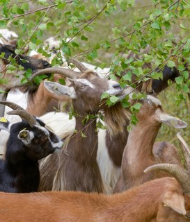 Artiodactyla, Capra Aegagrus Hircus, even-toed ungulate, cloven-hoofed, Pöllwitzer Wald, Thuringia,