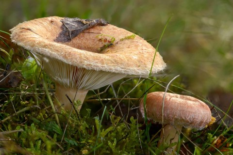 Birch Milkling, Birch Curd, Lactarius Torminosus, Shaggy Birch Milkcap, Bearded Milkcap, Fungus,
