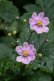 Autumn anemone (Anemone hupehensis), Emsland, Lower Saxony, Germany