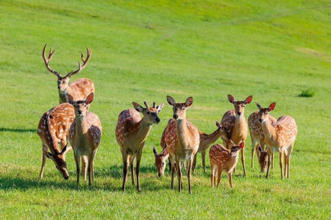 A herd of Dybowski deer (Cervus nippon hortulorum) runs across a green meadow at sunrise. China,