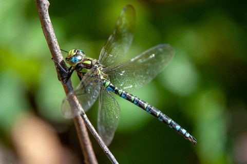 Aeshna cyanea, blue-green mosaic maiden, southern hawker, anisoptera, damselflies, dragonflies,