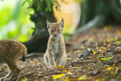 Eurasian lynx (Lynx lynx) youngsters (cub) sitting in a forest, Bavaria, Germany