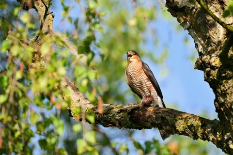 Sparrowhawk (Accipiter nisus), male sitting on a branch and eating a captured songbird, North