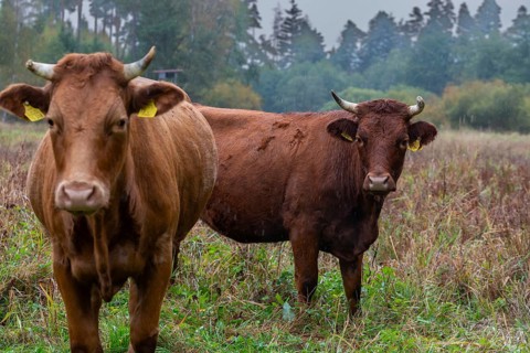 Artiodactyla, Bavaria, Bos Taurus sspec.5, cattle, even-toed ungulate, Höhenvieh, Upper Palatinate,