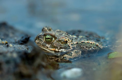 Brandenburg, Bufo Calamita, Germany, Epidalea Calamita, Toad, Nabu, Nabu Project, National Natural