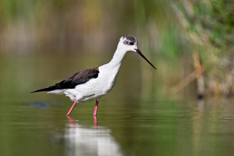 A black-winged Black-winged Stilt (Himantopus himantopus) wades through a pond in search of food,