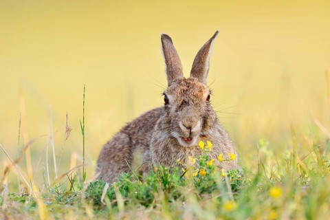 A wild rabbit (Oryctolagus cuniculus) sitting in a meadow, North Rhine-Westphalia, Germany