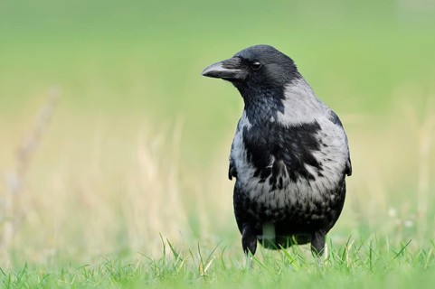 Hooded Crow (Corvus cornix), Saxony, Germany