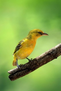 Spectacled Weaver (Ploceus ocularis), adult, female, perched, alert, Kruger National Park, South