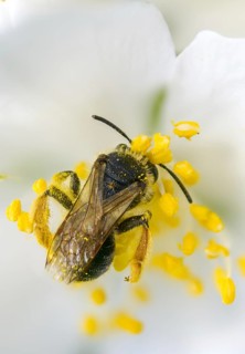 Andrena hemorrhoids, apidae, bees, early mining bee, hymenoptera, orange-tailed mining bee, redback