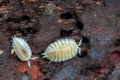 Ant woodlouse, woodlice, Platyarthrus Hoffmannseggi, white ant woodlice, crustaceans