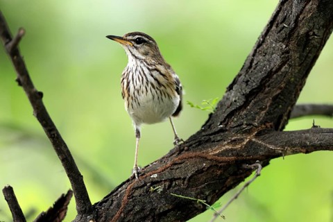 White-browed Warbler (Cercotrichas leucophrys), White-browed Bush Redstart, adult, alert, tree