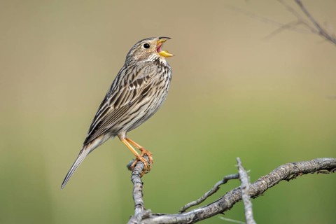 Brandenburg, Corn Bunting, Germany, Emberiza Calandra, Corn Bunting, Miliaria Calandra, Nabu, Nabu