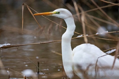 Great White Egret (Egretta alba) Germany