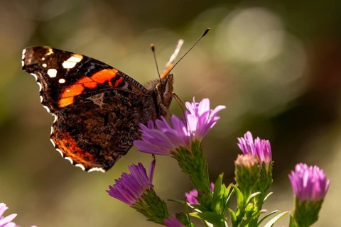Admiral, Red Admiral, Vanessa Atalanta, butterfly, insects, butterflies, butterflies