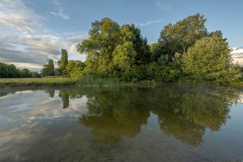 There are trees near a pond. Her reflection can be seen in calm water. There are a few clouds in