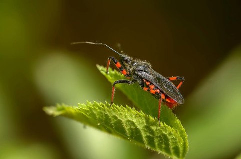 Ringed murder bug, heteroptera, murder bug, Reduviidae, Rhinocoris annulatus, insects, predatory