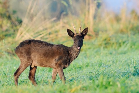 European roe deer (Capreolus capreolus), black roebuck standing in a meadow, Lower Saxony, Germany