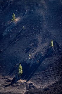 A few Canary Island pines (Pinus canariensis) on the slopes of the Duraznero volcano. Ruta de Los