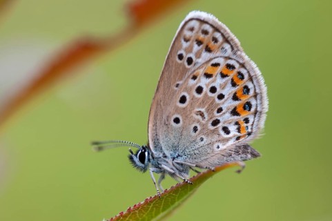 Argus blue, plebeius argus, silver-studded blue, butterfly, insects, butterfly, butterflies