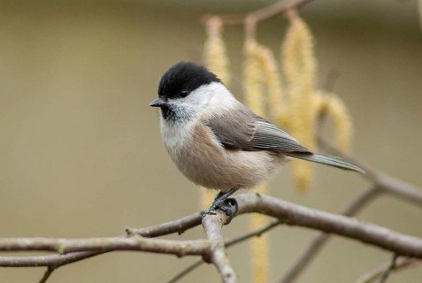 Parus montanus, poecile montanus, willow tit, birds, tit, passeri, songbirds, songbirds, tits,