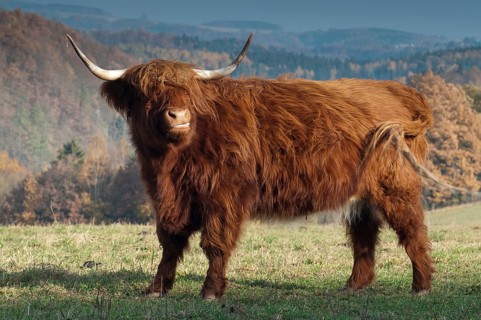 Artiodactyla, bos primigenius f. taurus, even-toed ungulate, highland cattle, kyloe, cloven-hoofed,