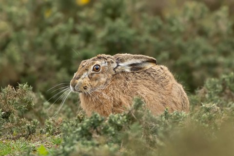 European brown hare (Lepus europaeus) adult animal amongst gorse bushes, England, United Kingdom
