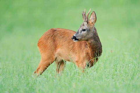 European roe deer (Capreolus capreolus), a roebuck standing in a meadow, North Rhine-Westphalia,