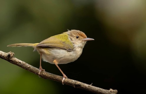 Common Tailorbird (Orthotomus sutorius) perched on a slender branch, Sreepur, Gazipur, bangladesh