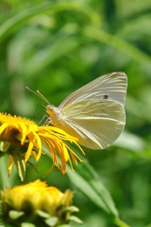 A small white butterfly (Pieris rapae) on a yellow flower of a Great Telekie (Telekia speciosa),