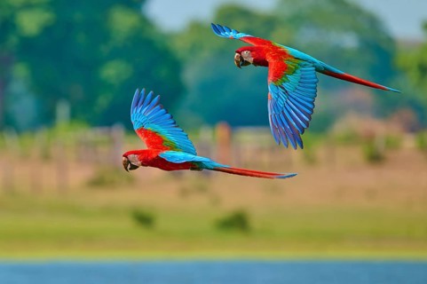 Two colourful parrots are flying close to the ground, with trees in the background: a green-winged
